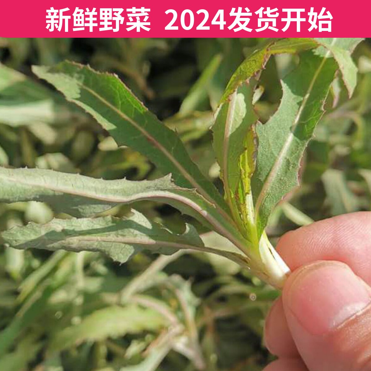 曲麻菜苦菜农家新鲜蔬菜东北山野菜蘸酱菜苣荬菜现定先挖包邮