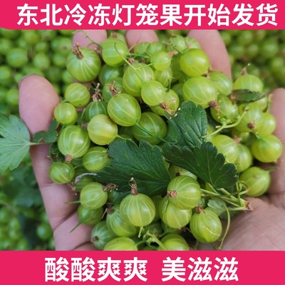 东北新鲜灯笼醋栗酸梅开胃水果