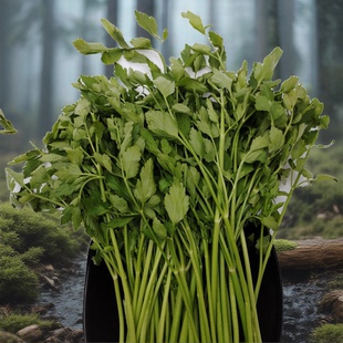 新鲜水芹菜东北野菜山菜炒肉凉拌菜玻璃叶饼菜料多地端午包邮