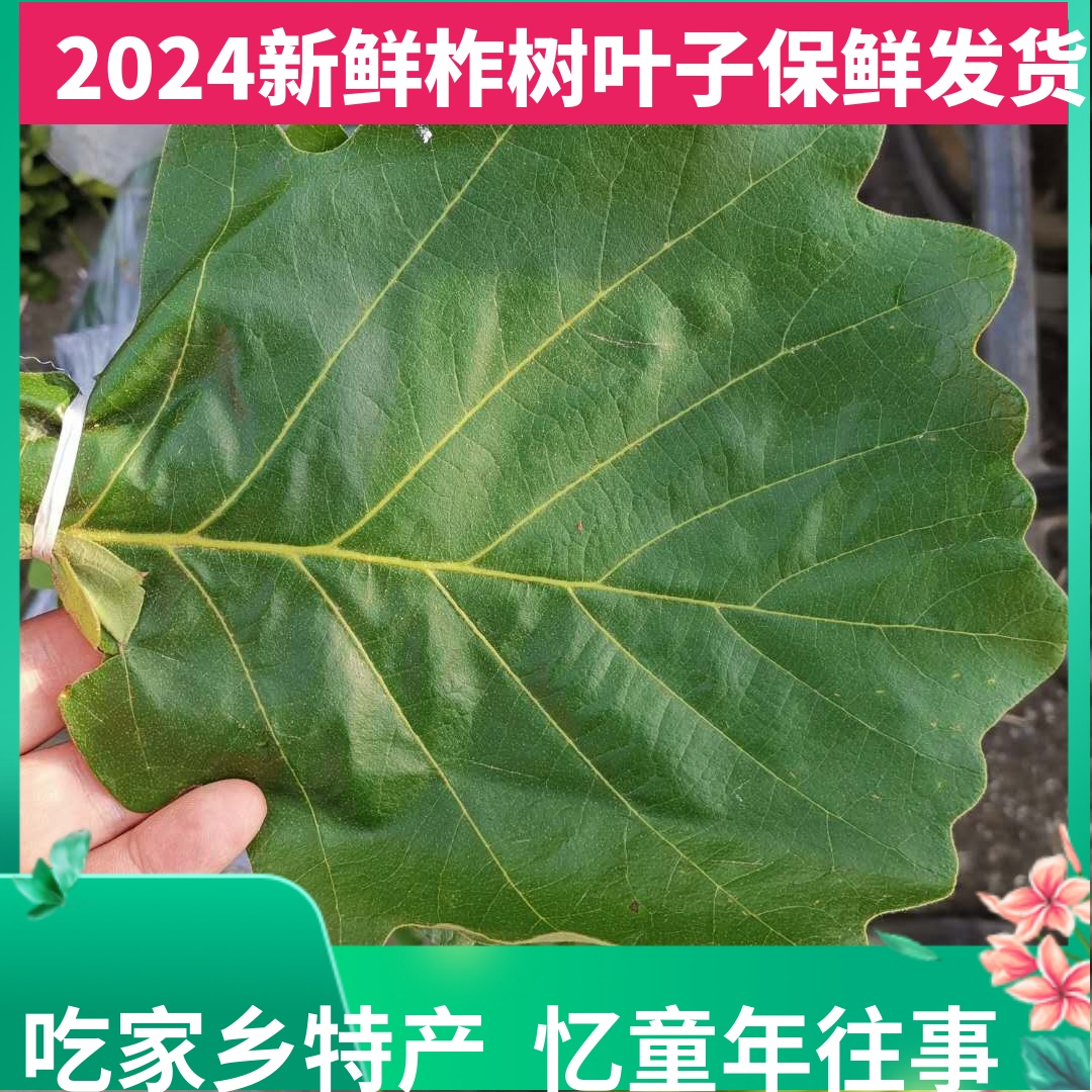 新鲜柞树东北野生伯乐粽子叶