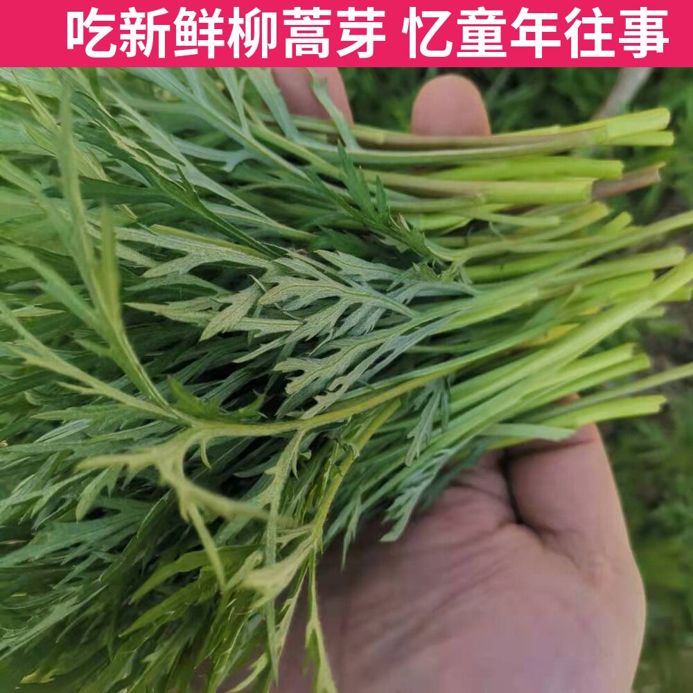 东北野菜柳蒿芽新鲜水蒿现挖蘸酱菜辽宁特产无污染多地包邮