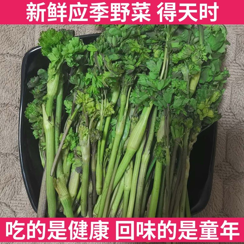 东北野生猫爪子菜新鲜山野菜猫抓的蘸酱菜1斤装味道鲜美无污染