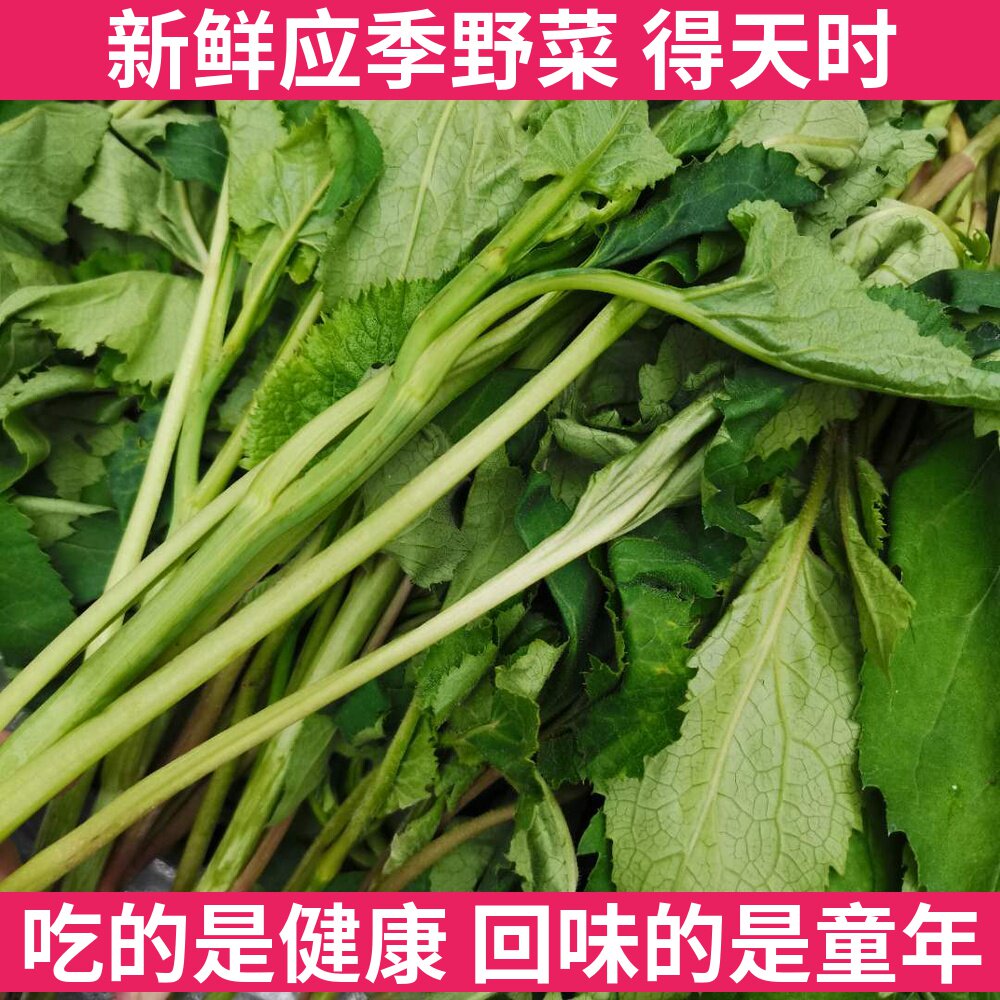 大耳毛东北现摘新鲜野菜东风菜大耳猫野菜划子尖每份500g健康菜