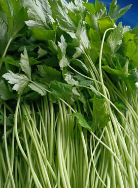 大叶芹新鲜东北特产山菜