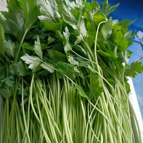大叶芹新鲜东北特产山菜