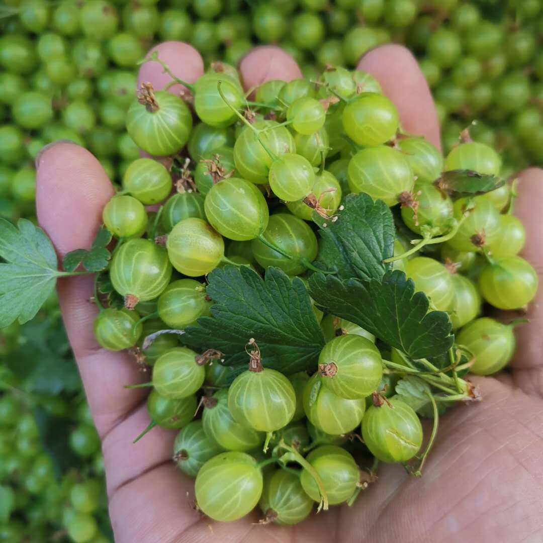 新鲜灯笼果东北酸子粒醋栗酸梅开胃水果绿孕妇果吃酸酸爽果包邮