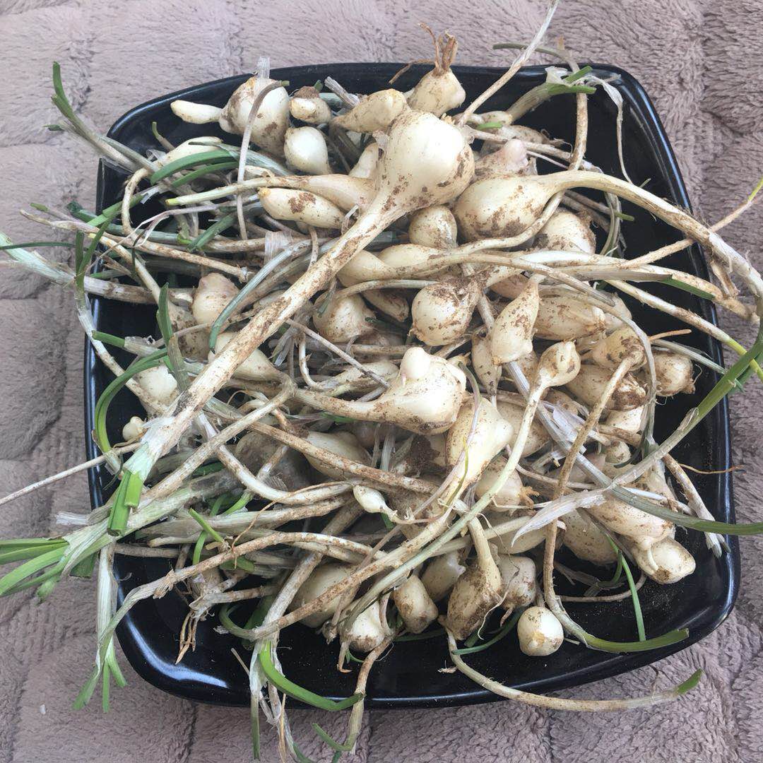 新鲜小根蒜野菜东北野生