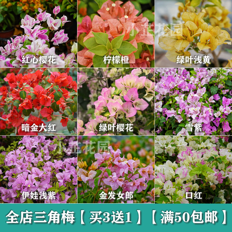 30品种多色三角梅大小苗盆栽四季勤花阳台庭院花卉 绿叶樱花雪紫