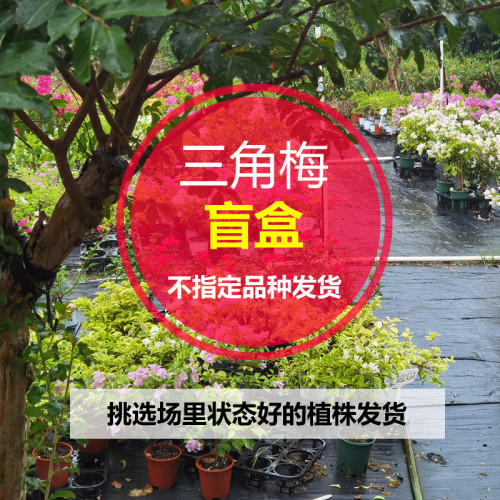 三角梅小苗盲盒 不指定品种 不带花发货 小芷花园