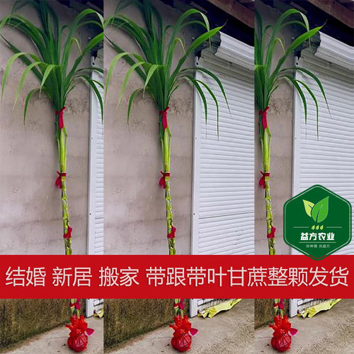 结婚新居搬家喜事黄青皮甘蔗