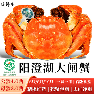 【直播专享】阳澄湖大闸蟹4两公+3两母 6/8/10只顺丰活蟹塘养