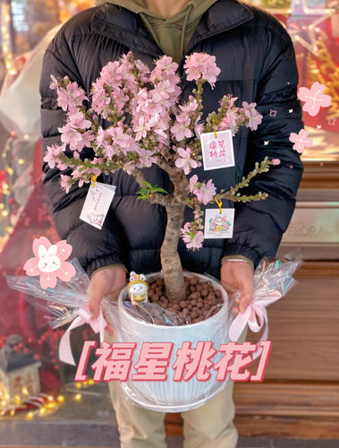 福星蟠桃盆栽老桩桃花树苗带花苞春节年宵花南北方栽种室内外种植