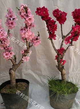 招桃花盆栽活树苗带花苞室内客厅风水树观赏四季桃花寿星桃盆景栽