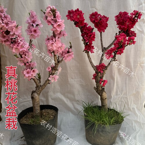 招桃花盆栽活树苗带花苞室内客厅风水树观赏四季桃花寿星桃盆景栽