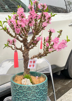 矮化盆栽福星桃花四季桃花树苗室内外阳台庭院栽种花卉带花苞好养