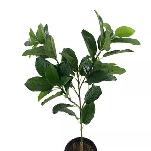 仿真植物叶梨树叶子水果叶梨叶栱桐叶木瓜叶子工程博物馆拍摄