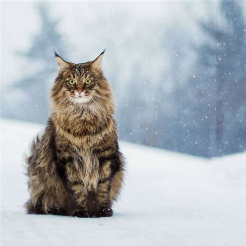 缅因猫幼猫纯种大型宠物猫活体挪威森林猫黑棕红银虎斑长毛宠物猫