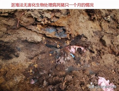 病死动物无害化生物处理剂