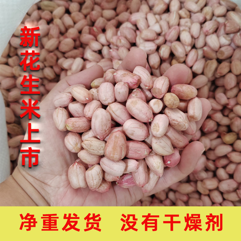 山东新花生米大粒花生2025新鲜新货去壳生花生米人工挑选净重发货图片