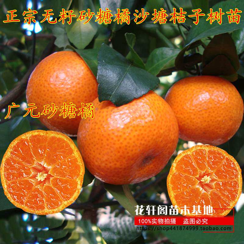 正宗无籽砂糖橘沙塘桔子树苗盆栽地栽当年结果嫁接四季果树南北方