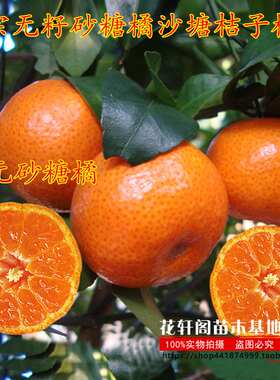 正宗无籽砂糖橘沙塘盆栽地栽树苗