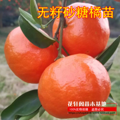 无籽砂糖橘南北方地栽果树苗