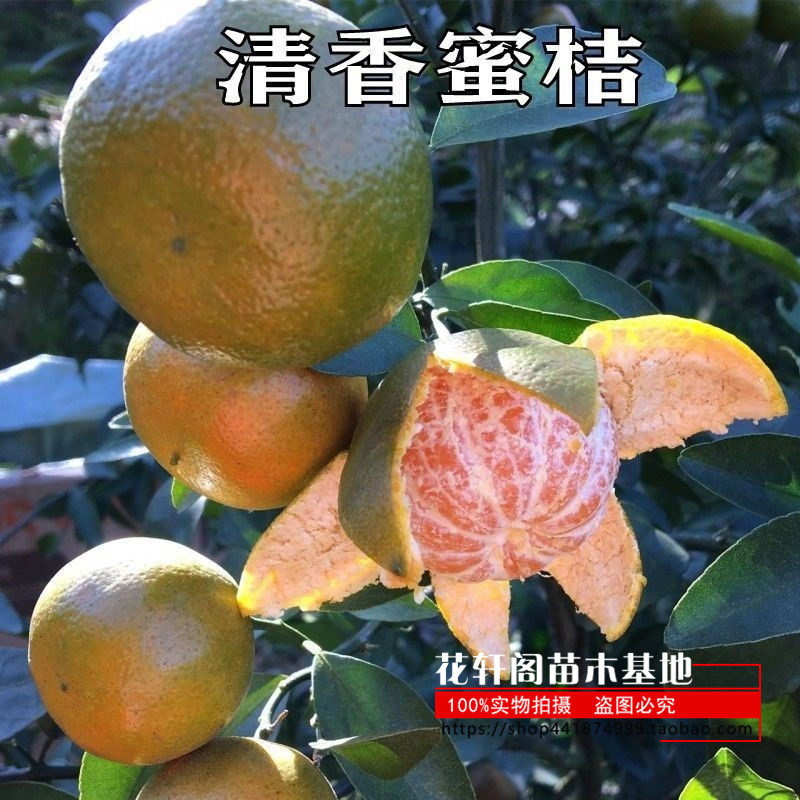 新品种巴西蜜桔树苗广西特早熟清香蜜桔橘子树地栽盆栽当年结果