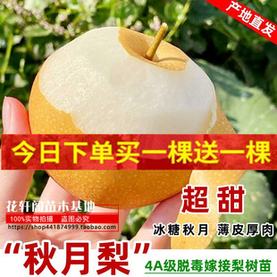 秋月梨树果苗嫁接苗翠冠梨丰水梨子树苖地栽当年结果梨树苗梨子苗