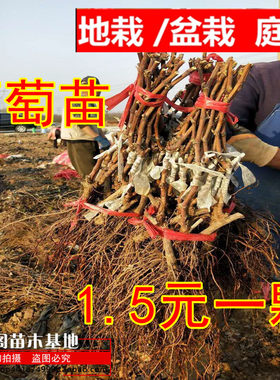 盆栽地栽南方当年结果葡萄树苗