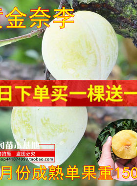 青奈李苗南北方种植果树苗