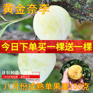 晚熟黄金奈李树苗早熟油奈李子苗九峰山青奈李苗南北方种植果树苗