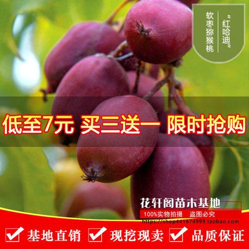 红心猕猴桃种植盆栽果苗果树