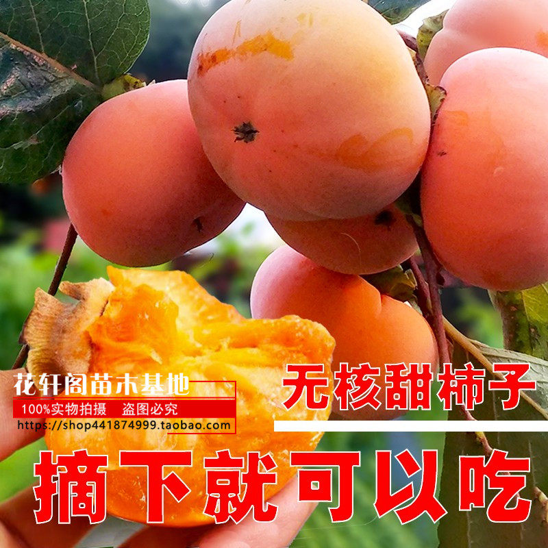 台湾脆柿苗柿子树苗果树苗甜柿嫁接日本脆柿地栽南北方当年结果苗