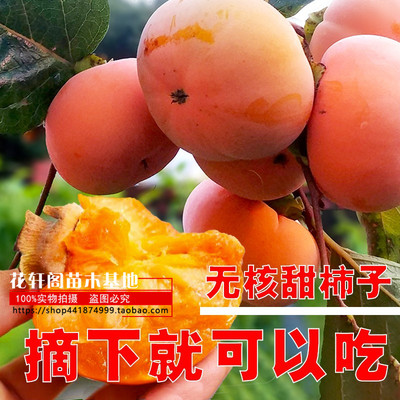 落叶台湾脆柿台湾脆柿苗子