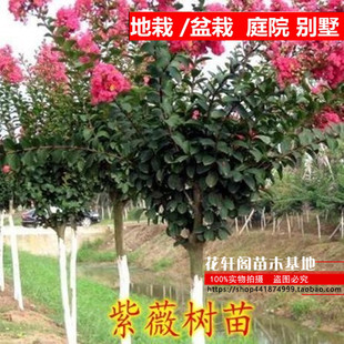 紫薇树苗占地拆迁紫薇苗紫薇小苗红火箭紫薇树苗百日红花期长