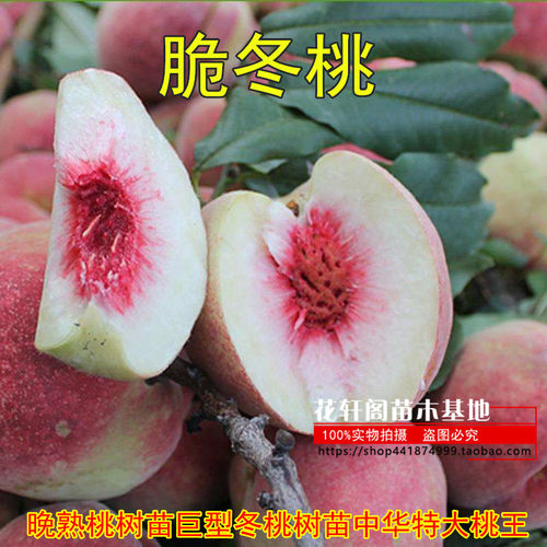 巨型桃树苗花轩阁苗木晚熟