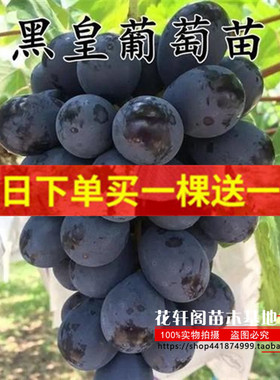 黑皇葡萄苗 抗寒不下架黑色大果粒嫁接葡萄树苗南方北方种植