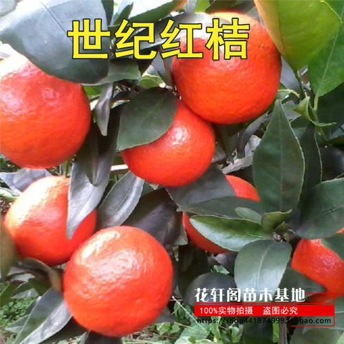柑橘树苗早桔-红桔树苗