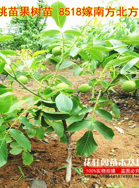 接苗薄皮核桃树苗 核桃苗果树苗 8518嫁南方北方种植盆栽当年结果