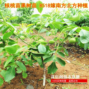接苗薄皮核桃树苗 核桃苗果树苗 8518嫁南方北方种植盆栽当年结果