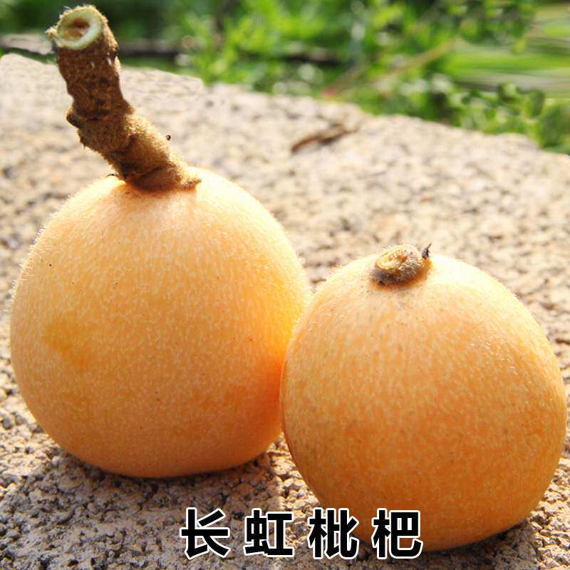 枇杷树苗嫁接苗地栽果树苗南方北方种植带花果苗当年结果(长虹）