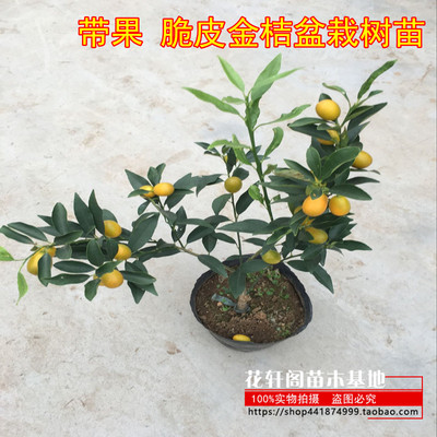 带果盆栽四季食用植物桔子苗