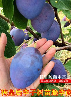 李子树苗南方四川嫁接李子苗种植