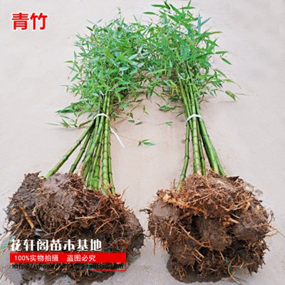 青竹苗多年生四季竹子苗庭