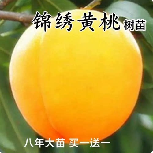 当年结果落叶锦绣黄桃嫁