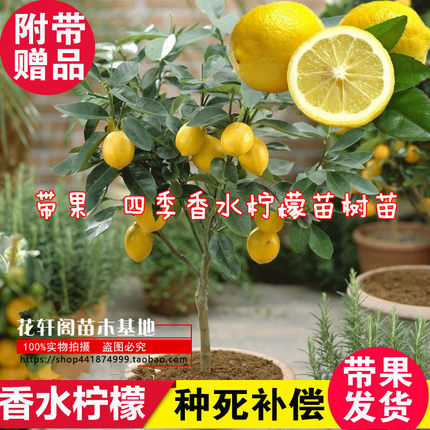 带果 四季香水柠檬苗树苗绿植盆栽室内阳台庭院植物花卉水果树苗