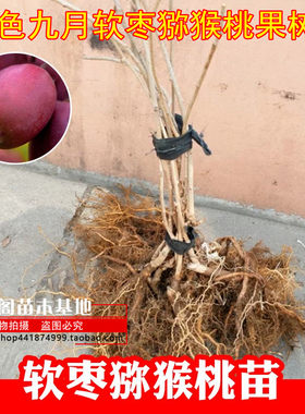 红色九月软枣猕猴桃果树苗嫁接苗南方种植东北庭院小盆栽当年结果