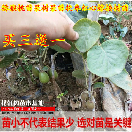 猕猴桃苗果树果苗树苗南方种植