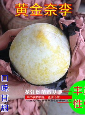 黑布朗杏子果树苗当年结果