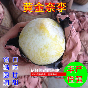 李子树苗 黄金奈李树苗 黄布林恐龙蛋 黑布朗 杏子果树苗当年结果